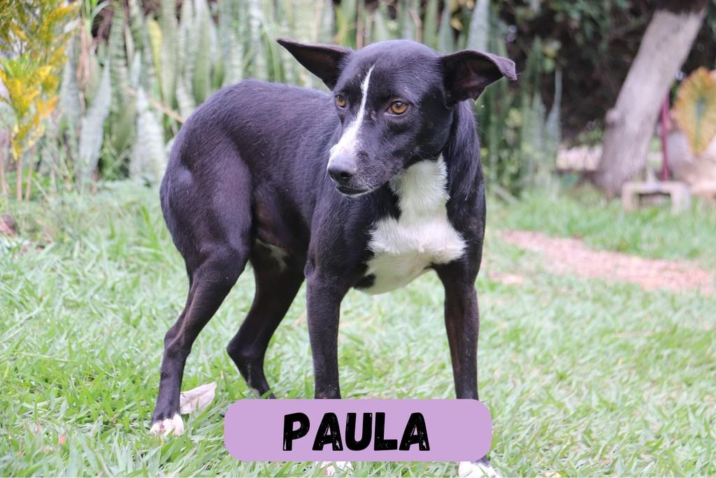 Paula, cadela de porte médio para adoção em Sorocaba - SP