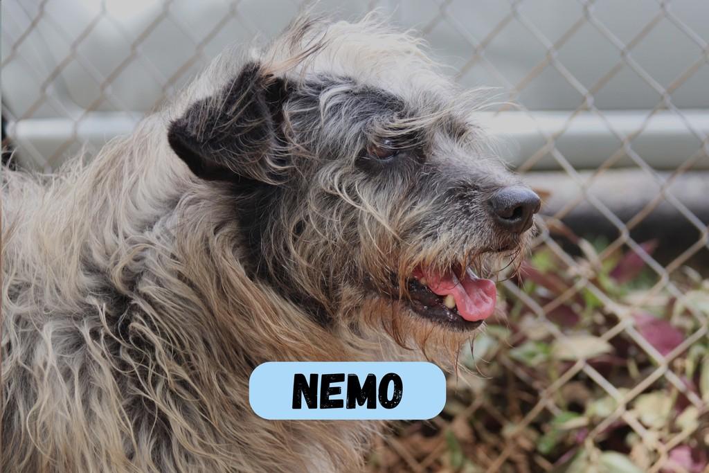 Nemo, cachorro de porte pequeno para adoção em Sorocaba - SP