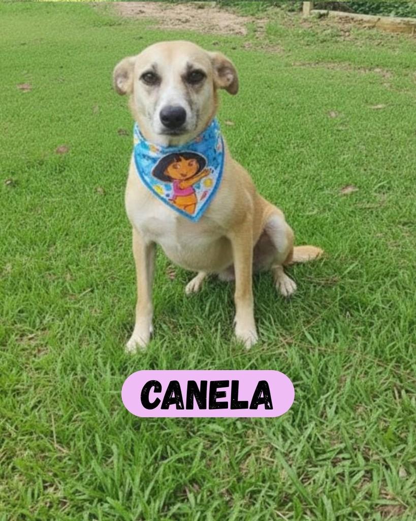 Canela, cachorro de porte médio para adoção em Sorocaba - SP
