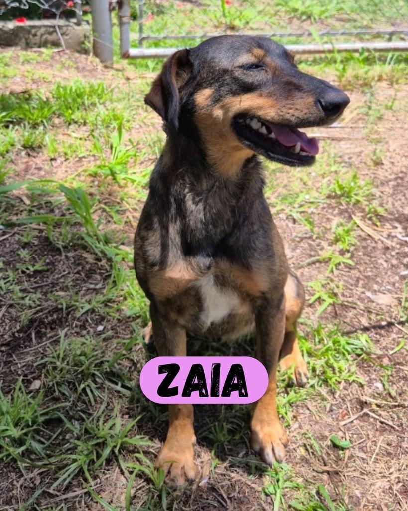 Zaia, cadela de porte médio para adoção em Sorocaba - SP