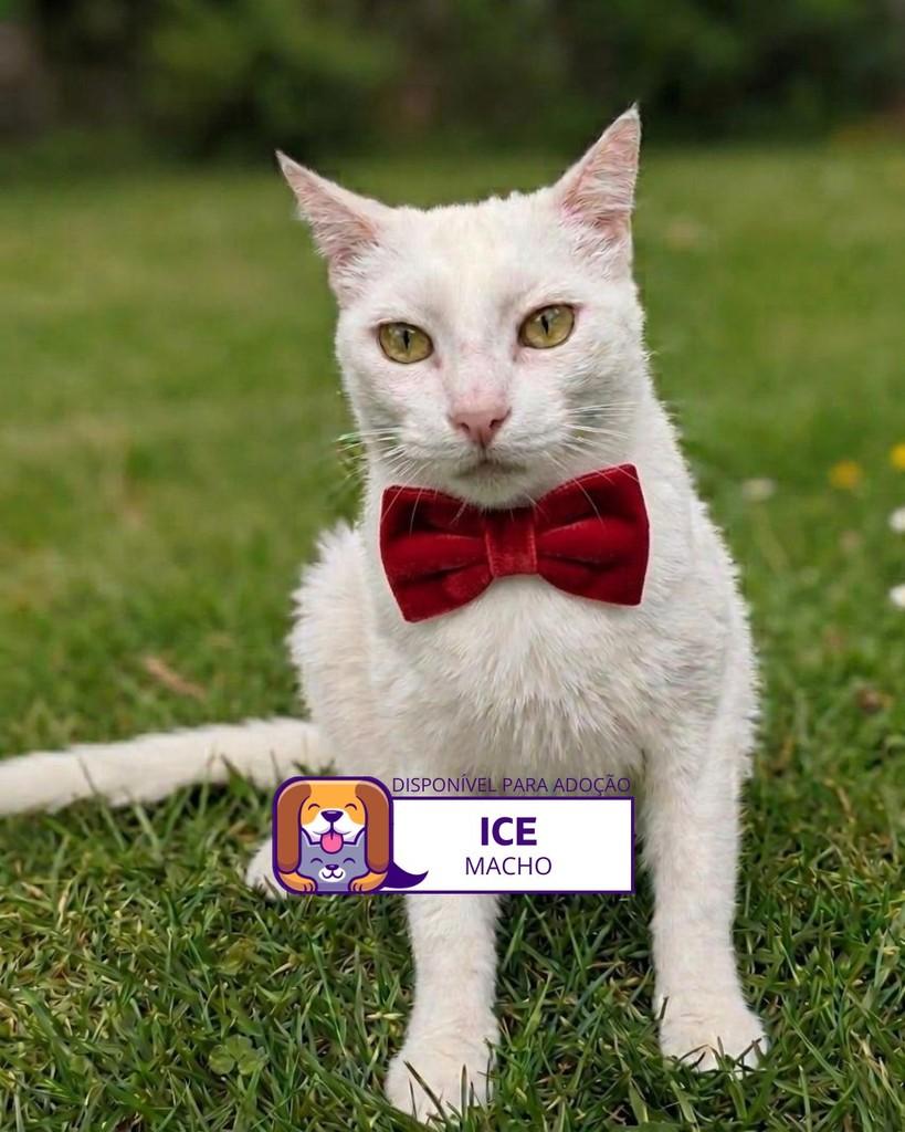 Ice, gato de porte médio para adoção em Sorocaba - SP