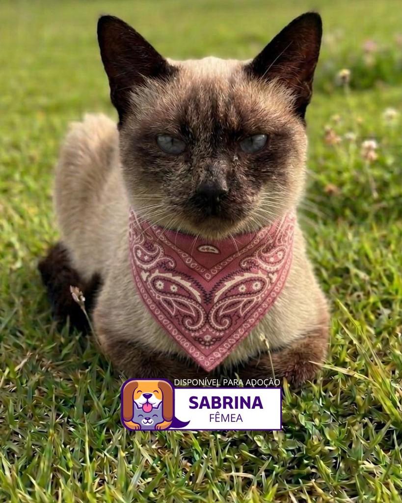 Sabrina, gato de porte pequeno para adoção em Sorocaba - SP