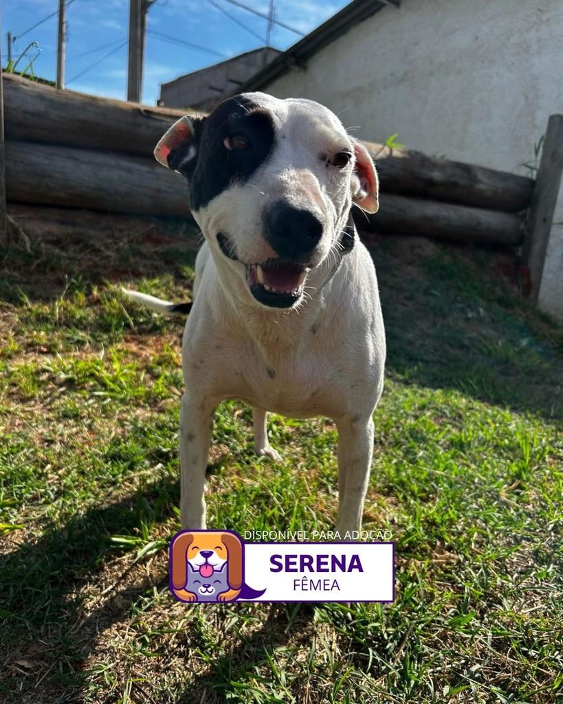 Serena, cachorro de porte médio para adoção em Sorocaba - SP
