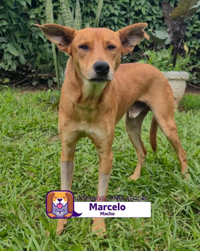 Marcelo, cachorro de porte médio para adoção em Sorocaba - SP