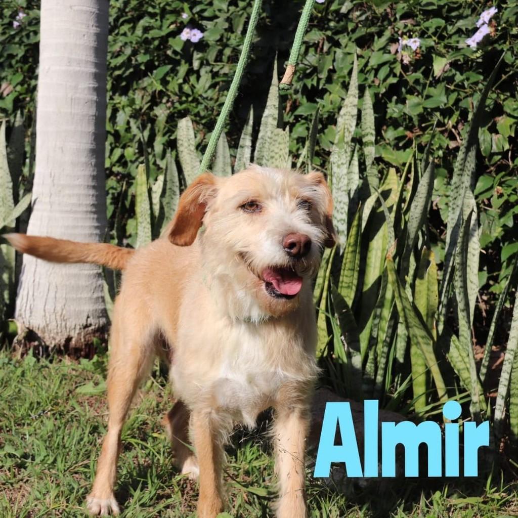 Almir, cachorro de porte médio para adoção em Sorocaba - SP