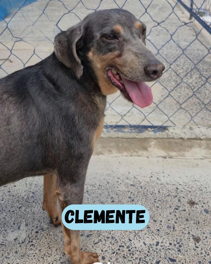 Clemente, cachorro de porte médio para adoção em Sorocaba - SP