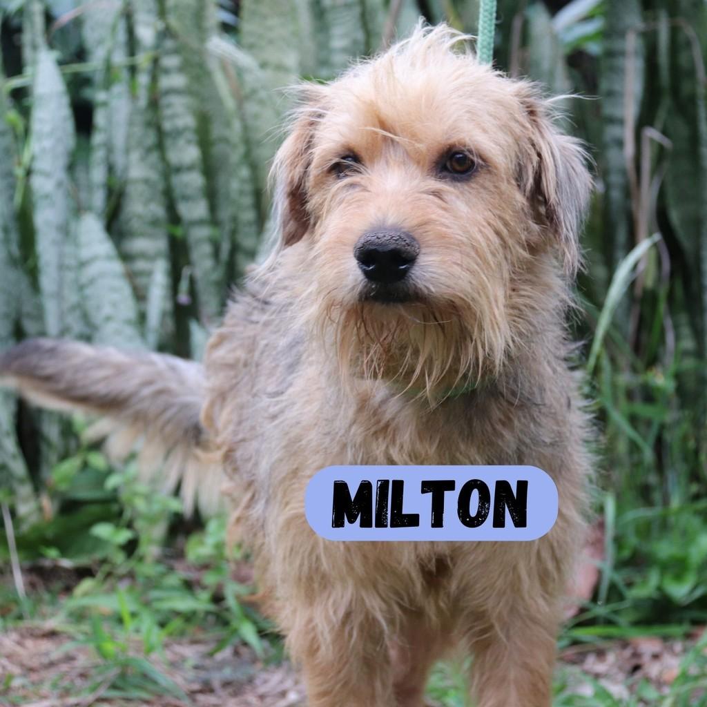 Milton, cachorro de porte médio para adoção em Sorocaba - SP