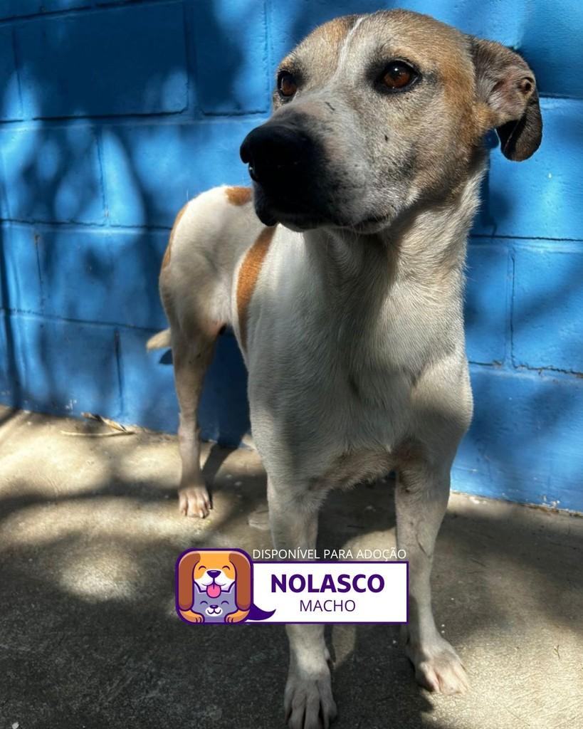 Nolasco, cachorro de porte grande para adoção em Sorocaba - SP
