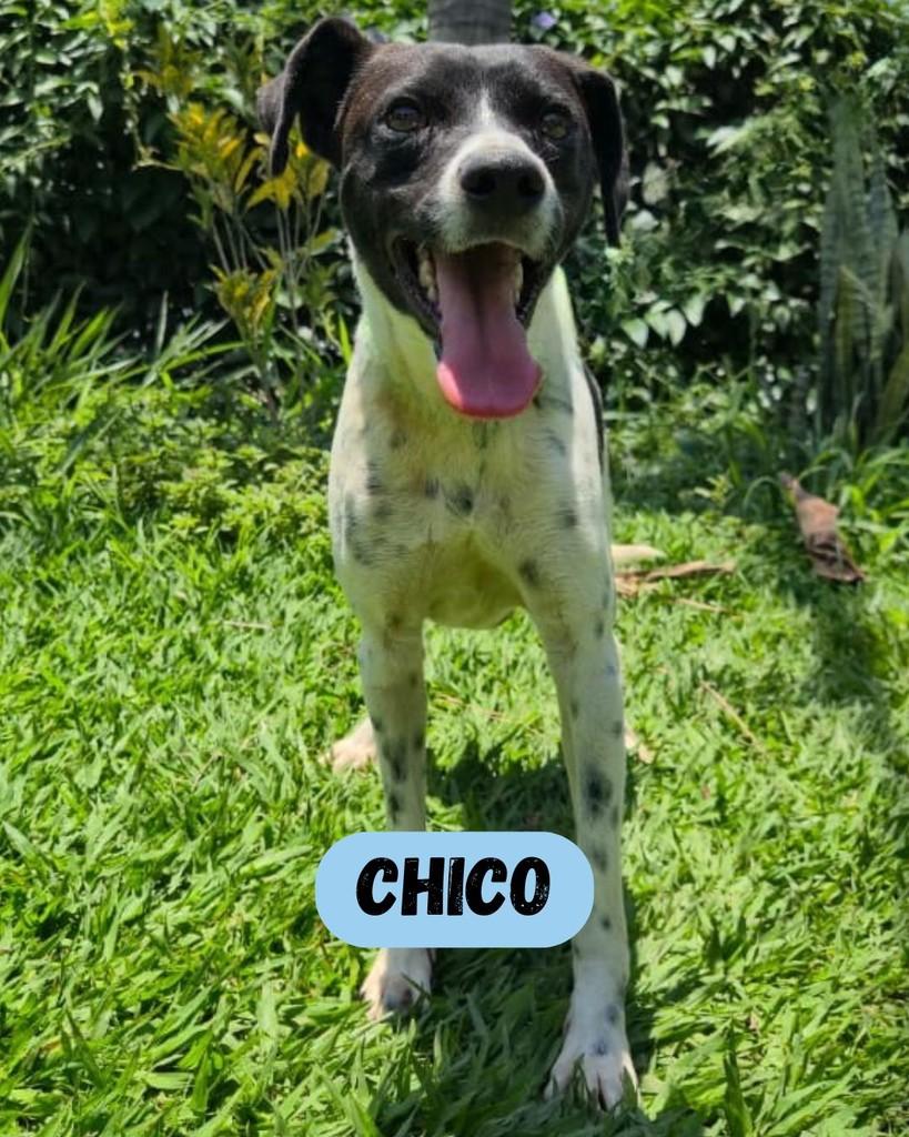 Chico, cachorro de porte médio para adoção em Sorocaba - SP