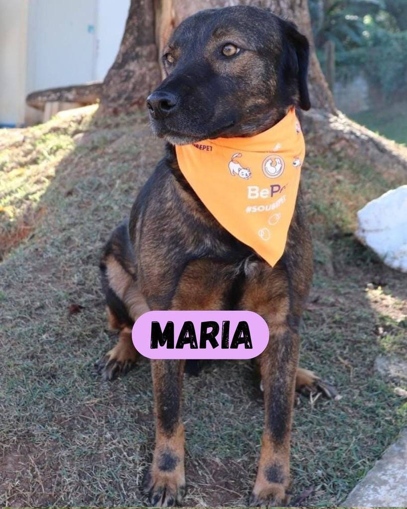 Maria, cadela de porte médio para adoção em Sorocaba - SP