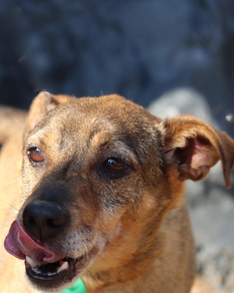 Carlinhos, cachorro de porte pequeno para adoção em Mairinque - SP
