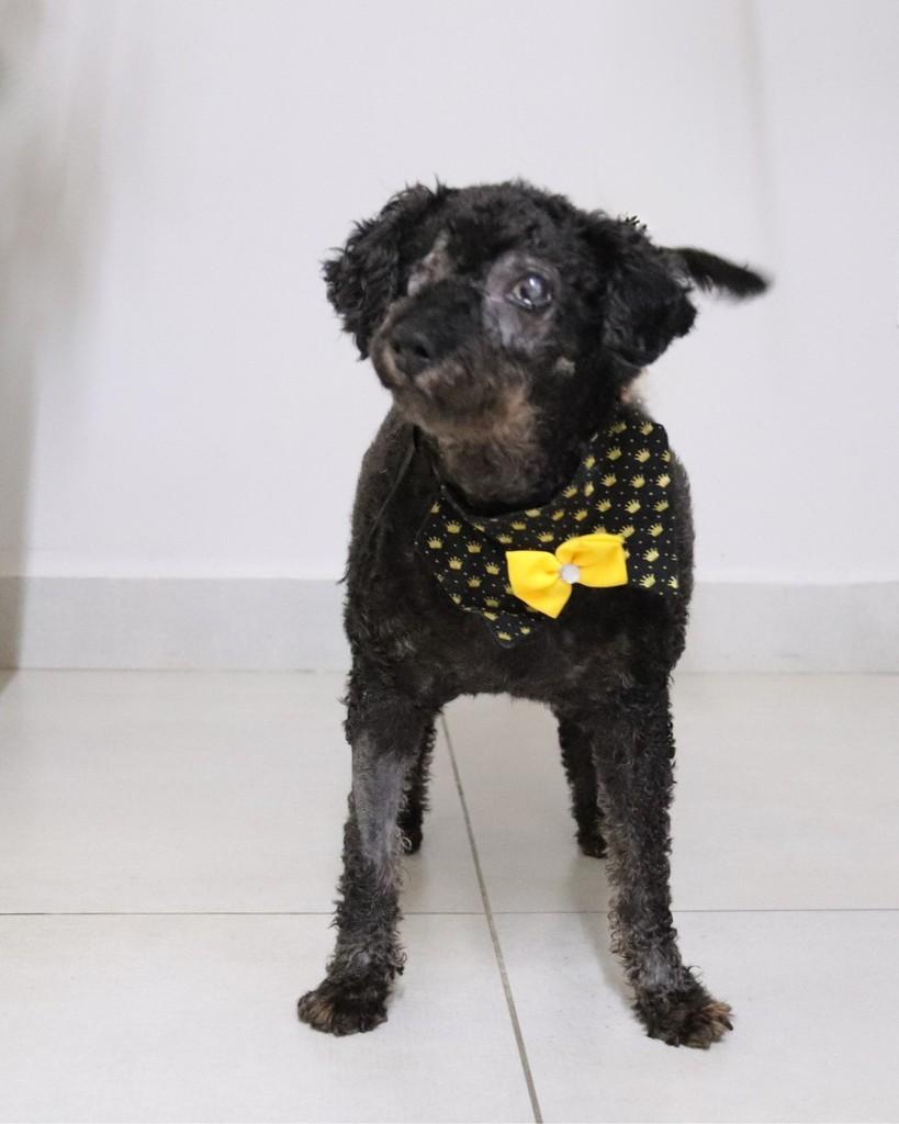 Ray Charles, cachorro de porte pequeno para adoção em Sorocaba - SP