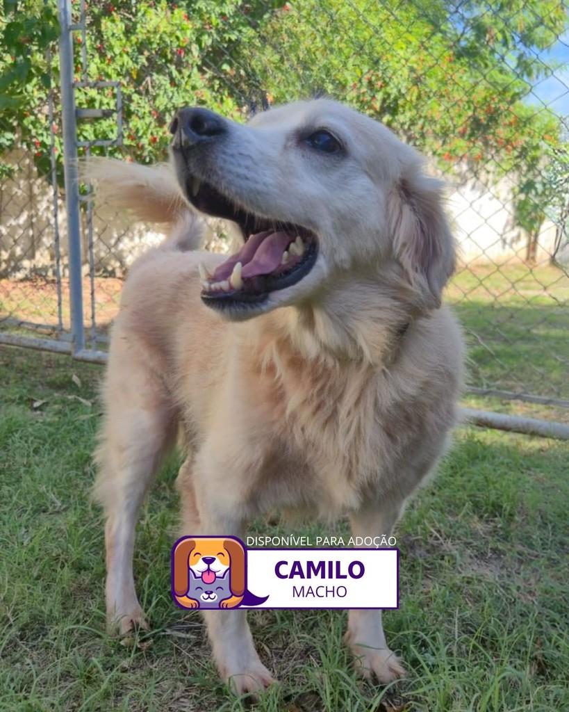 Camilo, cachorro de porte médio para adoção em Sorocaba - SP