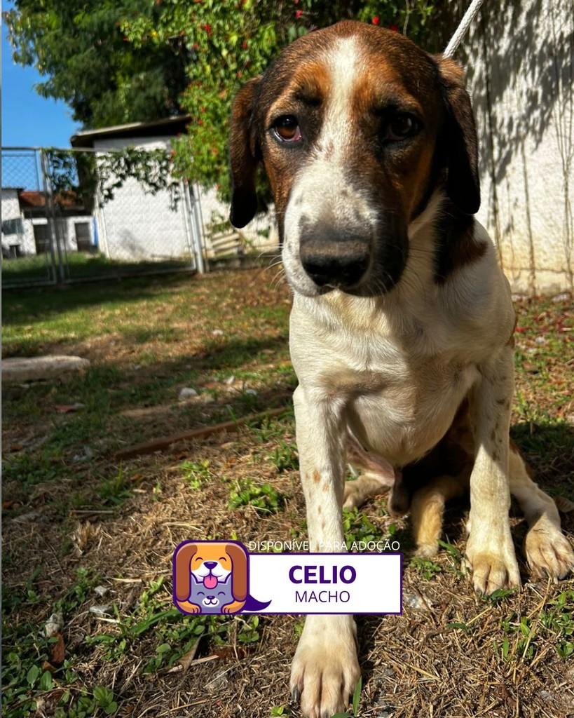 Célio, cachorro de porte pequeno para adoção em Sorocaba - SP