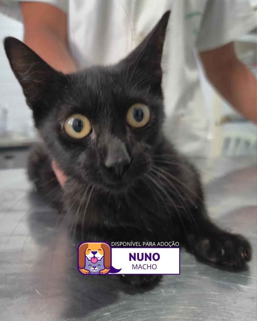 Nuno, gato de porte médio para adoção em Sorocaba - SP