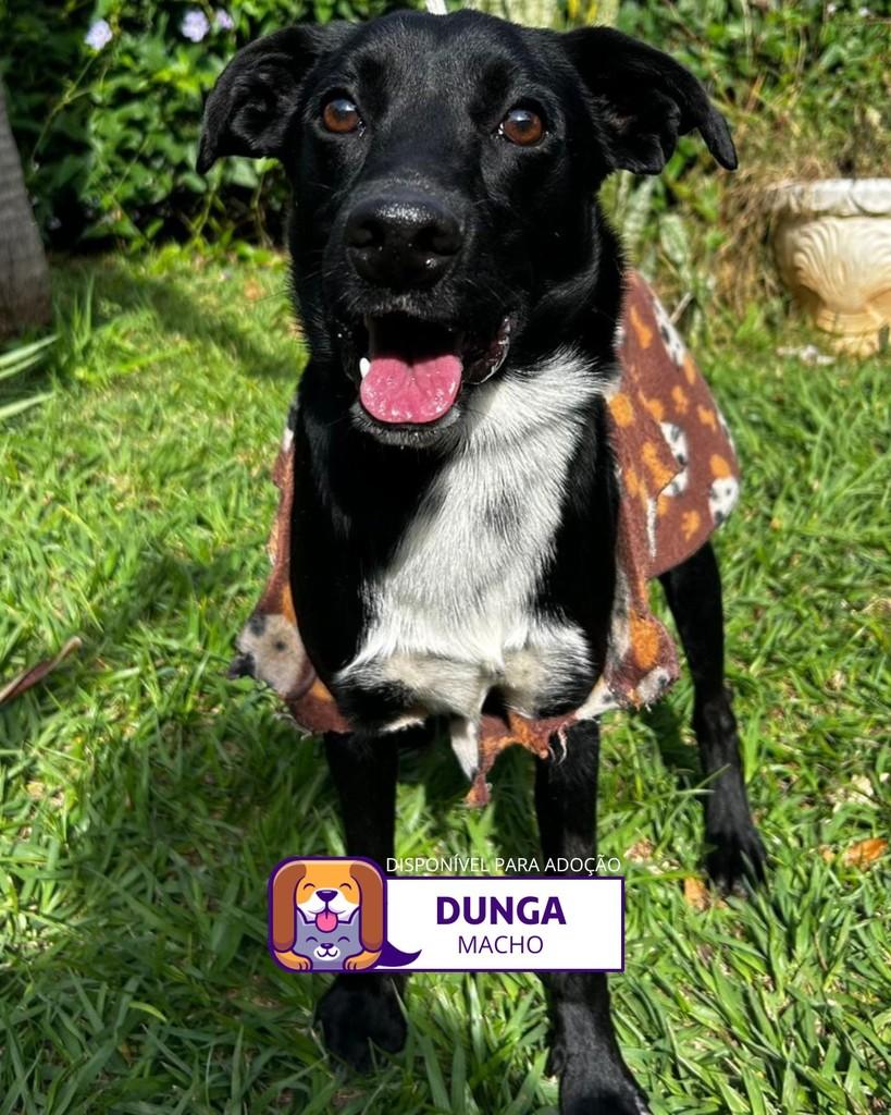 Dunga, cachorro de porte médio para adoção em Sorocaba - SP