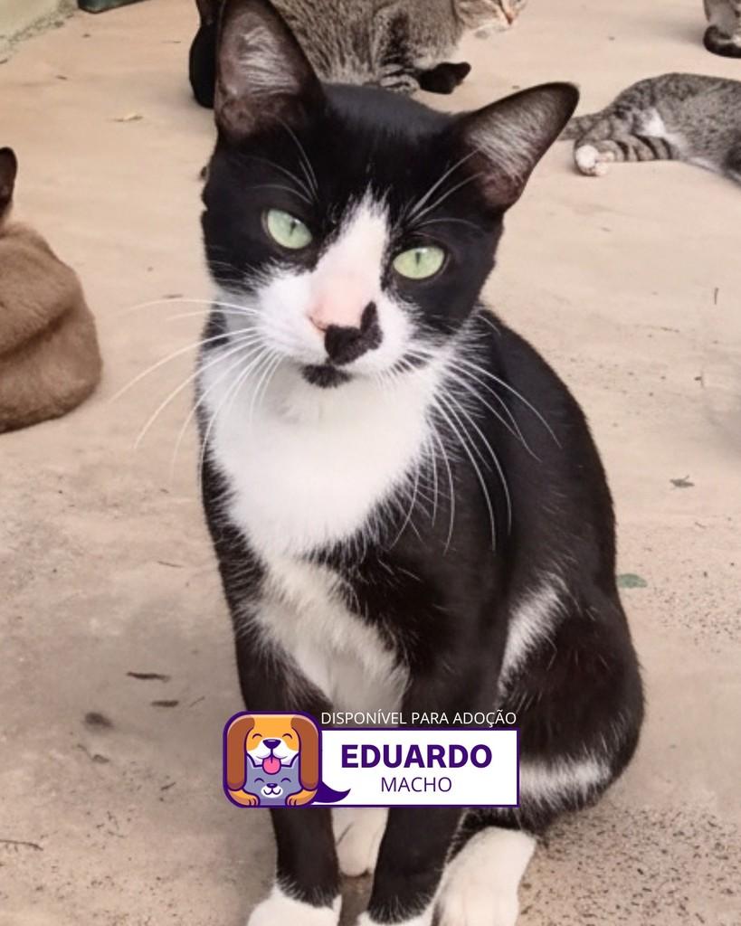Eduardo, gato de porte médio para adoção em Sorocaba - SP