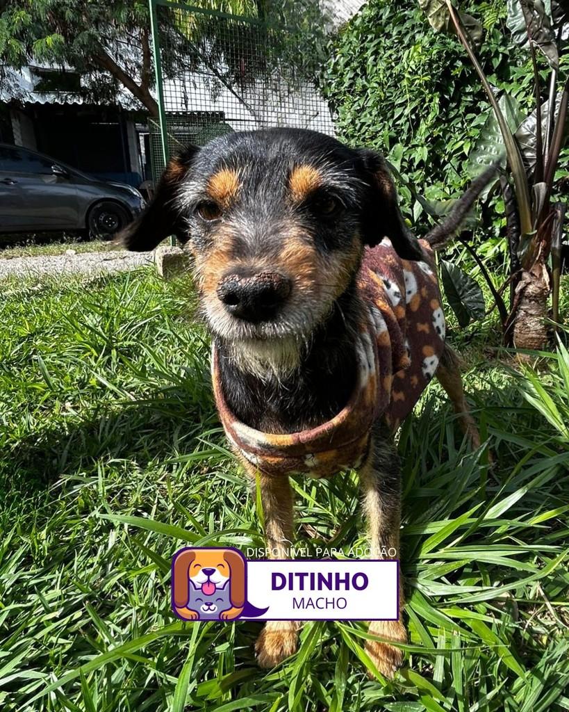 Ditinho, cachorro de porte pequeno para adoção em Sorocaba - SP