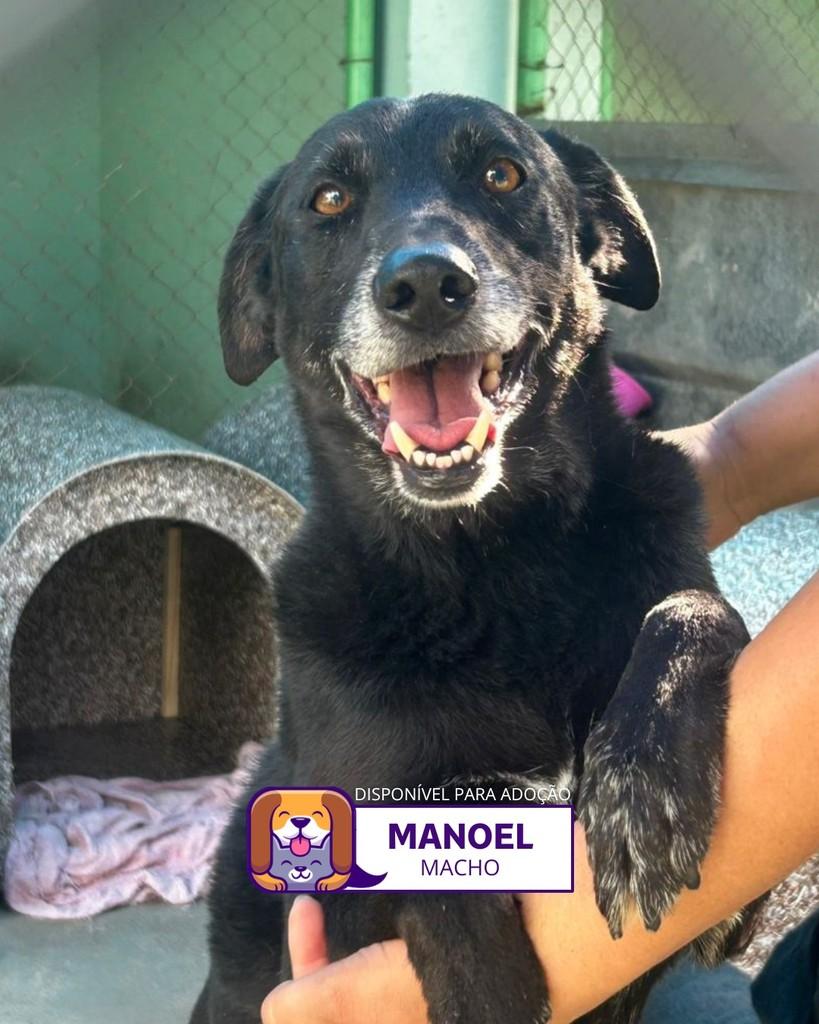 Manoel, cachorro de porte médio para adoção em Sorocaba - SP