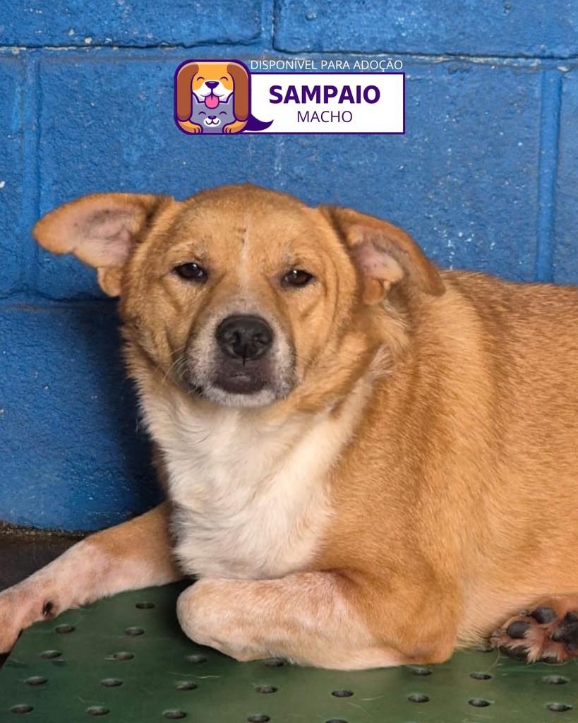 Sampaio, cachorro de porte médio para adoção em Sorocaba - SP