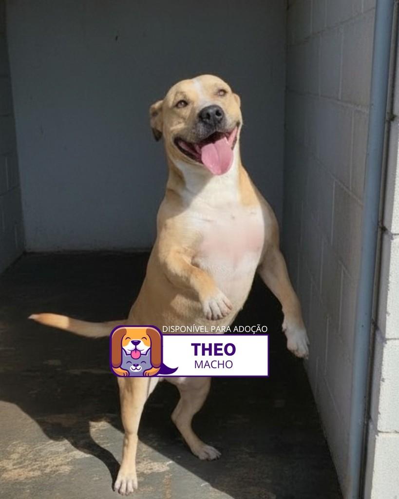 Theo, cachorro de porte médio para adoção em Sorocaba - SP