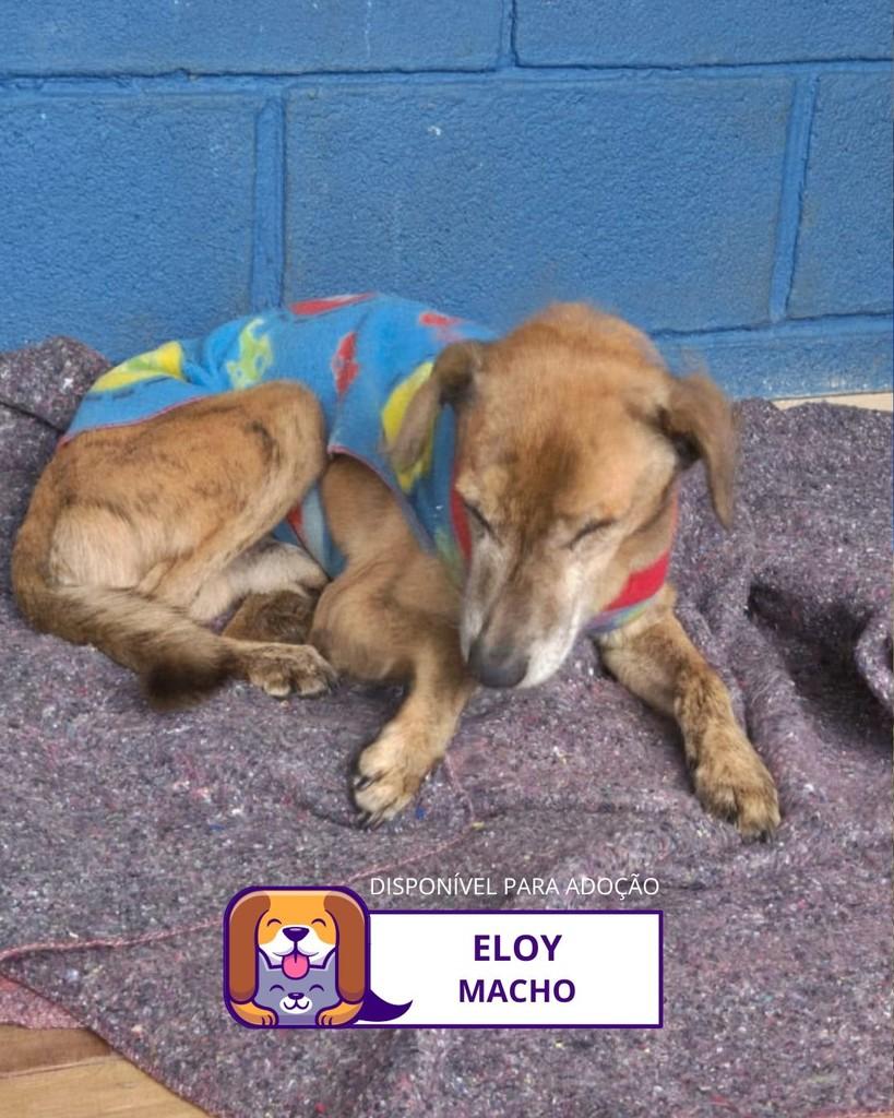 Eloy, cachorro de porte pequeno para adoção em Sorocaba - SP