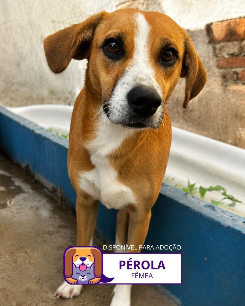 Pérola, cadela de porte médio para adoção em Sorocaba - SP