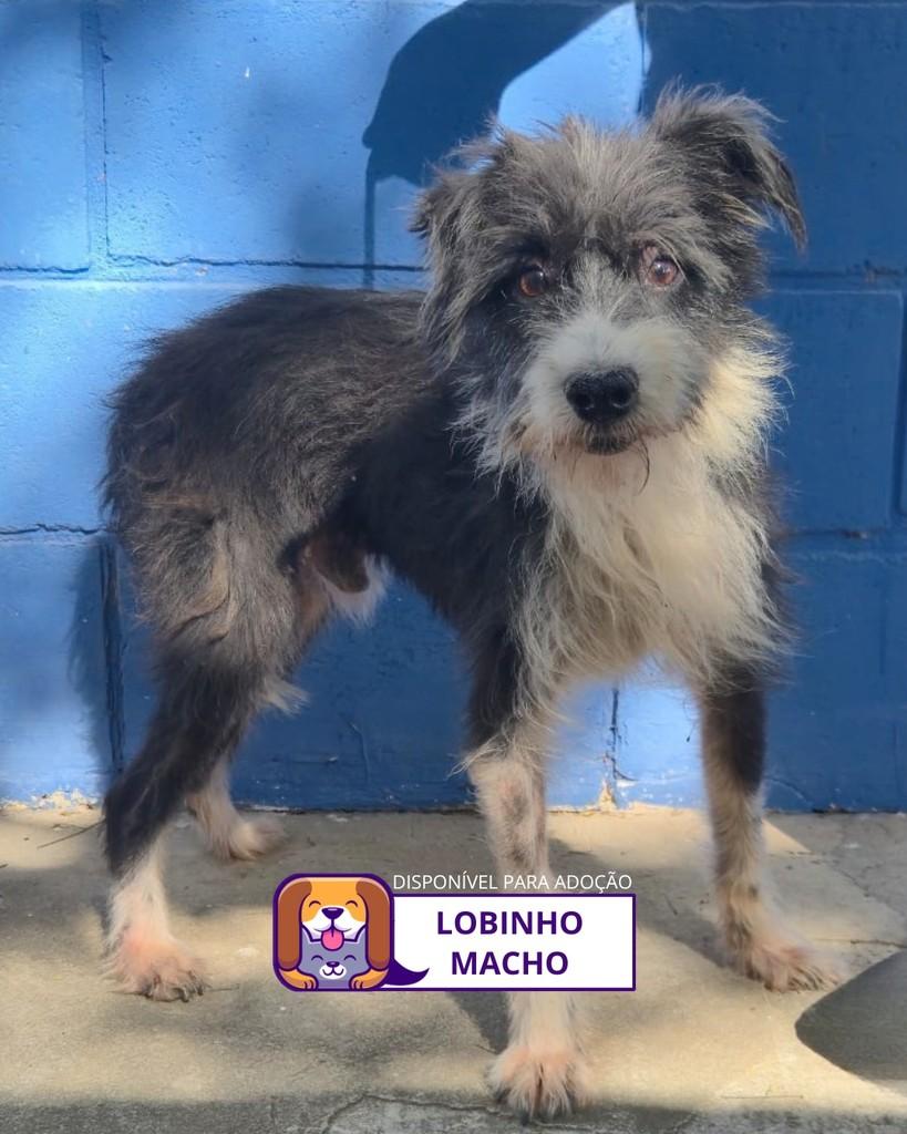 Lobinho, cachorro de porte médio para adoção em Sorocaba - SP