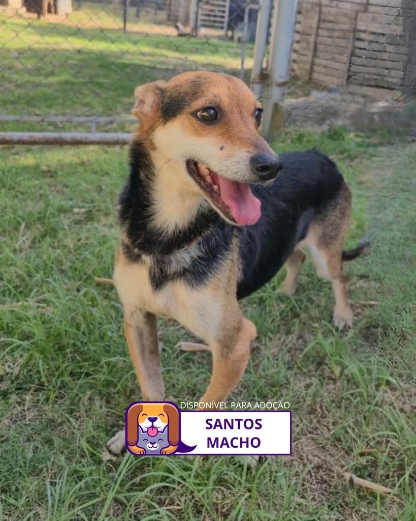 Santos, cachorro de porte pequeno para adoção em Santos - SP