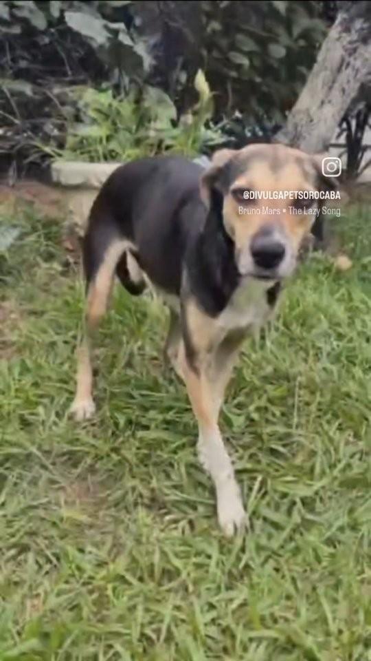 Samuzinho, cachorro de porte médio para adoção em Sorocaba - SP