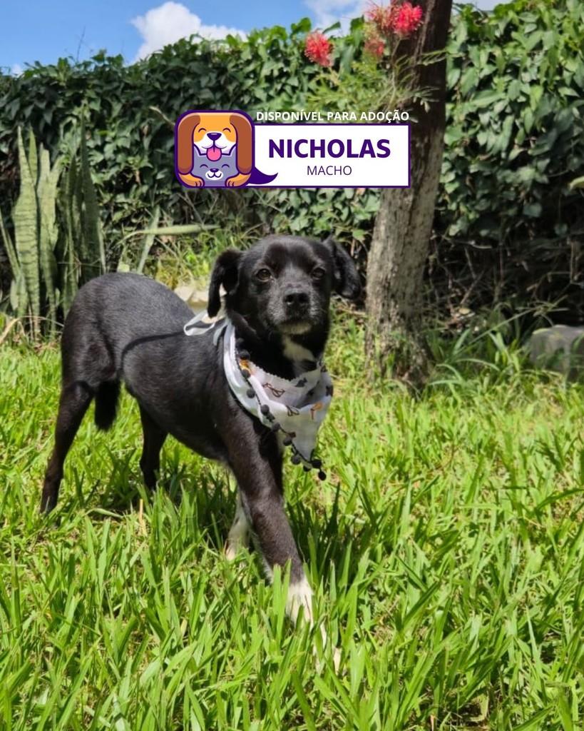 Nicholas, cachorro de porte pequeno para adoção em Sorocaba - SP
