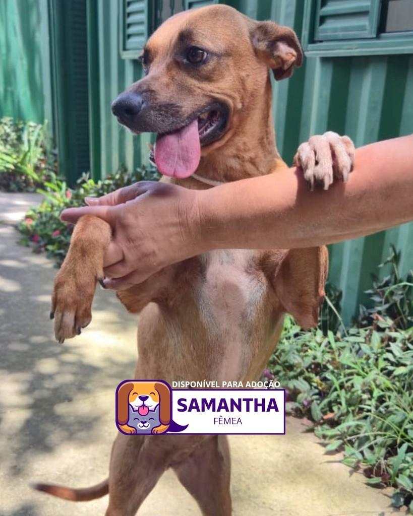 Samantha, cadela de porte médio para adoção em Sorocaba - SP