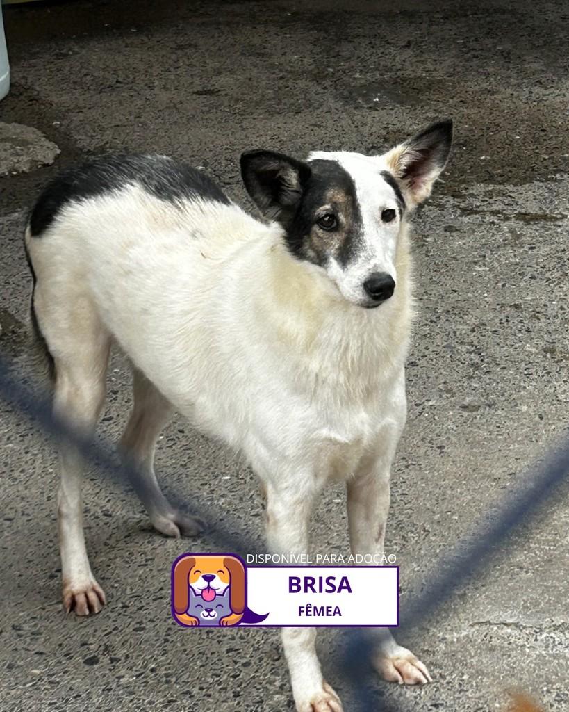 Brisa, cachorro de porte pequeno para adoção em Sorocaba - SP