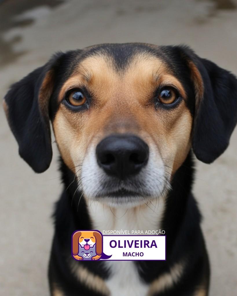 Oliveira, cachorro de porte médio para adoção em Sorocaba - SP