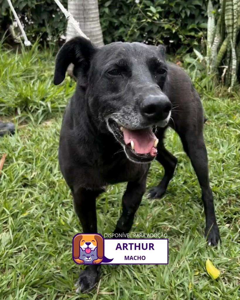 Arthur, cachorro de porte médio para adoção em Sorocaba - SP