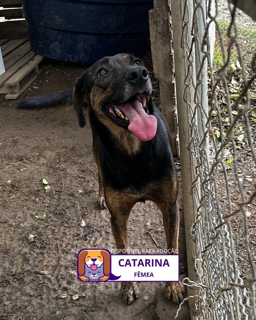 Catarina, cadela de porte médio para adoção em Sorocaba - SP