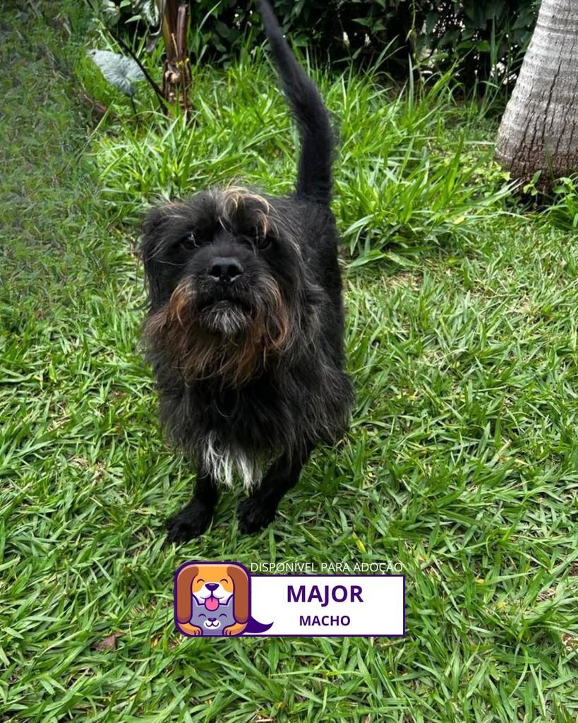 Major, cachorro de porte pequeno para adoção em Sorocaba - SP