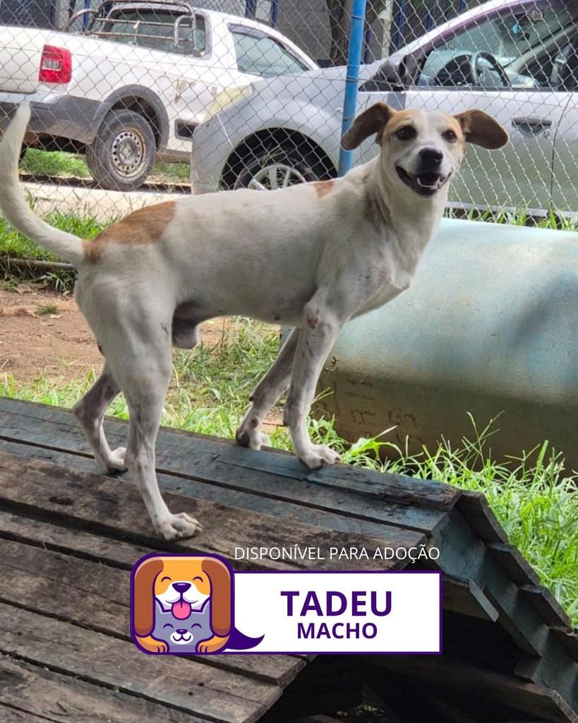 Tadeu, cachorro de porte médio para adoção em Sorocaba - SP