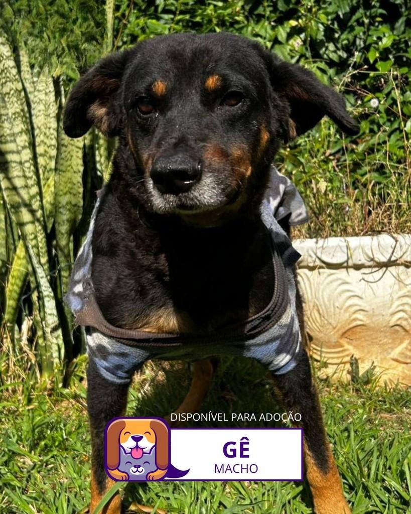Gê, cachorro de porte médio para adoção em Sorocaba - SP
