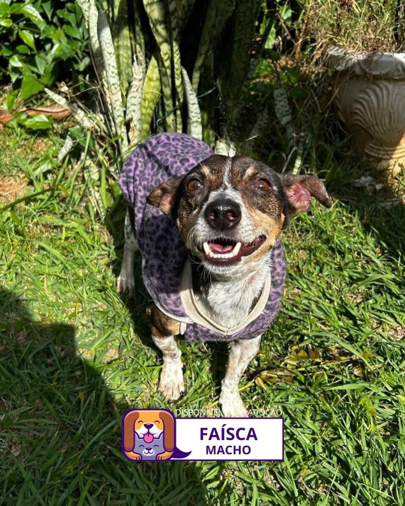 Faísca, cachorro de porte pequeno para adoção em Sorocaba - SP