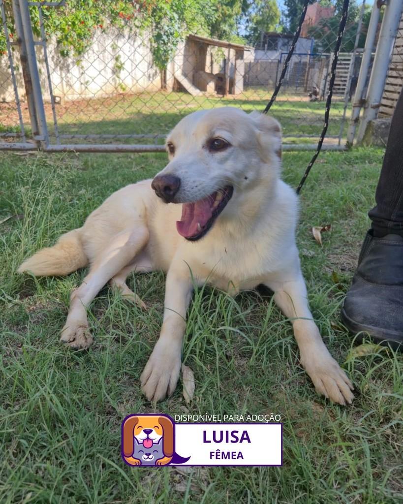 Luisa, cachorro de porte médio para adoção em Sorocaba - SP