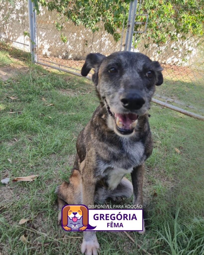Gregória, cadela de porte médio para adoção em Sorocaba - SP