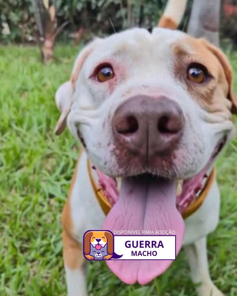 Guerra, cachorro de porte pequeno para adoção em Sorocaba - SP
