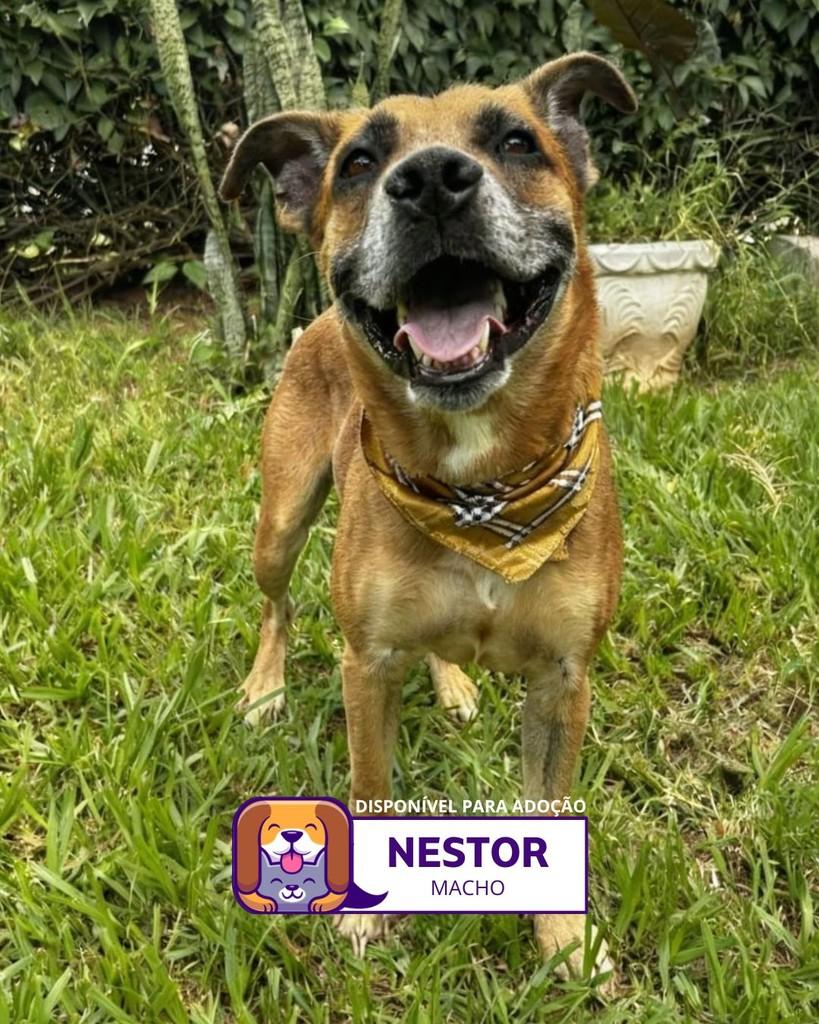 Jorge, cachorro de porte médio para adoção em Sorocaba - SP