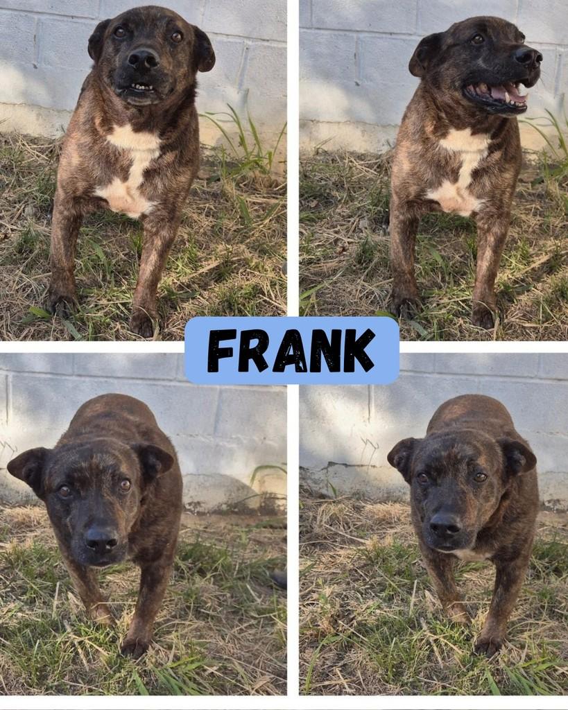 Frank, cachorro de porte médio para adoção em Sorocaba - SP