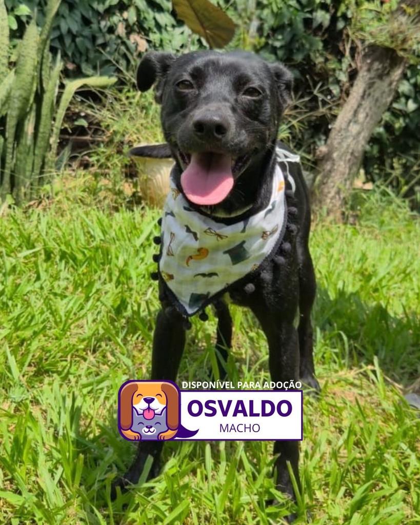 Osvaldo, cachorro de porte pequeno para adoção em Sorocaba - SP