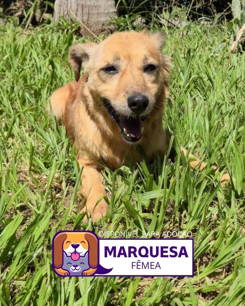Marquesa, cachorro de porte médio para adoção em Sorocaba - SP
