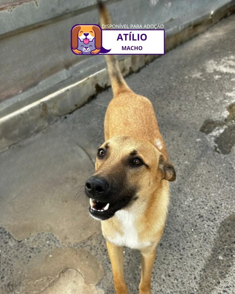 Atílio, cachorro de porte médio para adoção em Sorocaba - SP