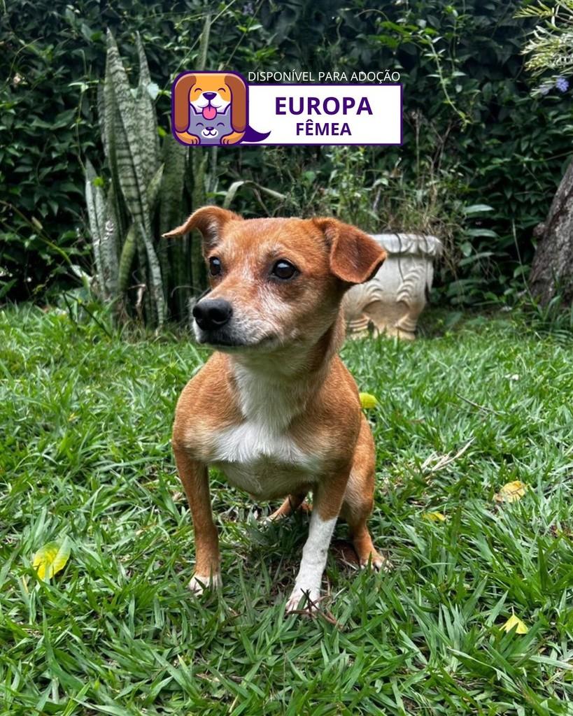 Europa, cachorro de porte pequeno para adoção em Sorocaba - SP