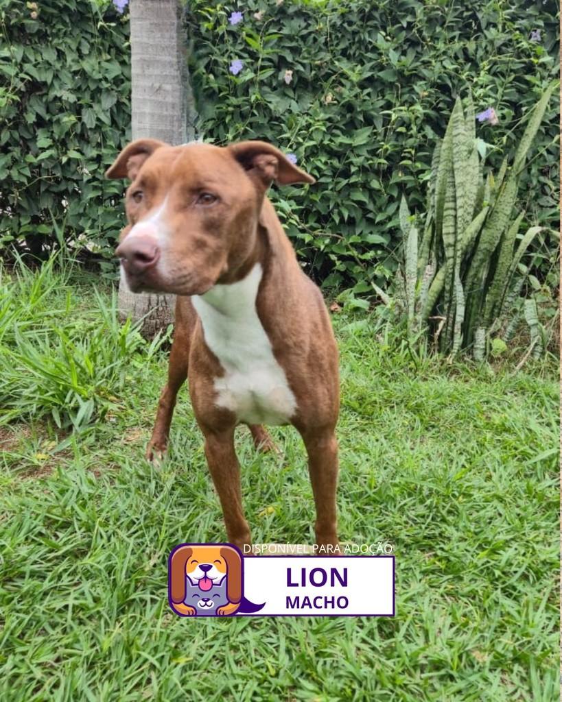 Lion, cachorro de porte médio para adoção em Sorocaba - SP